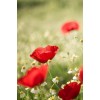 Poppies And Chamomile - Natural - 