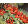 Poppies - Illustrations - 