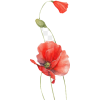 Poppies - Plants - 