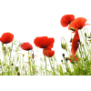 Poppies - Plants - 