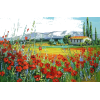 Poppy Field - Natura - 