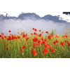 Poppy Field - Nature - 