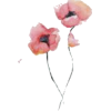 Poppy Flower - イラスト - 