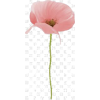 Poppy Flower - Rascunhos - 