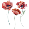 Poppy Flower - Illustrations - 