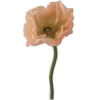 Poppy Flower - Plantas - 