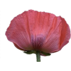Poppy Flower - Pflanzen - 