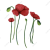 Poppy - Ilustracje - 