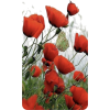 Poppy - Natura - 