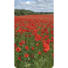 Poppy - Natureza - 