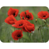 Poppy - Natural - 