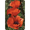 Poppy - Nature - 