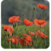 Poppy - Natur - 