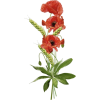 Poppy - Pflanzen - 