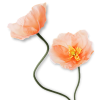 Poppy - Растения - 