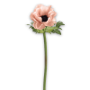 Poppy - Plantas - 