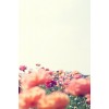 Poppy - Background - 