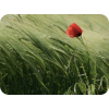 Poppy - Plantas - 