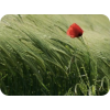 Poppy - Plants - 