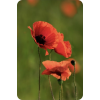 Poppy - Plantas - 