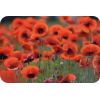 Poppy - Plantas - 