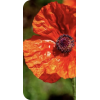 Poppy - Plantas - 