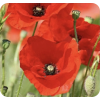 Poppy - Plants - 