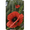 Poppy - Plantas - 