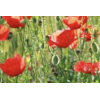 Poppy - Pflanzen - 
