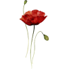 Poppy - Plants - 