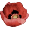 Poppy flower - Pflanzen - 