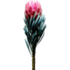 Protea - Растения - 