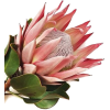 Protea - Rośliny - 