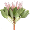 Protea - Rośliny - 