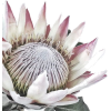 Protea - Pflanzen - 