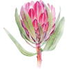 Protea - Pflanzen - 