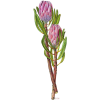 Protea - Plantas - 