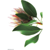 Protea - 植物 - 