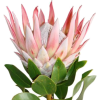 Protea - Растения - 