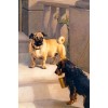 Pug & Terrier Dog by John Noble 1875 - Illustrations - 