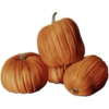 Pumpkin - Rascunhos - 