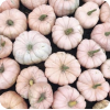 Pumpkin - 饰品 - 