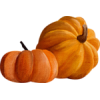 Pumpkin - Warzywa - 