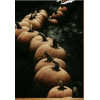 Pumpkins - Natura - 