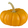 Pumpkins - Priroda - 
