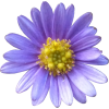 Purple Flower - Rastline - 