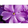 Purple Flower - Uncategorized - 