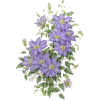 Purple Flowers - Rastline - 