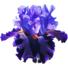 Purple Orchid - Rastline - 