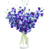 Purple Orchid - Plantas - 